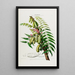 Flore d'Amérique zeichnung nach der Natur vor Ort Pl045 - Étienne Denisse — gerahmtes Bild an der Wand