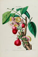 Flore d'Amérique zeichnen nach der Natur vor Ort Pl047 - Étienne Denisse — Ansicht des Kunstwerks