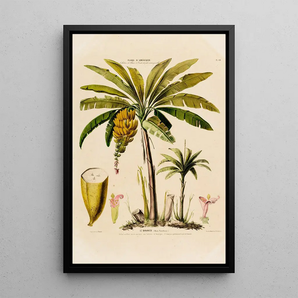 Etienne Denisse - Flore dAmerique dessinee dapres nature sur les lieux Pl048.webp