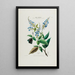 Flore d'Amérique dessinée d'après nature sur les lieux Pl050 - Étienne Denisse — gerahmtes Bild an der Wand