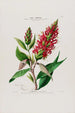 Flore d'Amérique zeichnung nach der Natur vor Ort Pl054 - Étienne Denisse — Ansicht des Kunstwerks