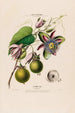 Flore d'Amérique dessinée d'après nature sur les lieux Pl056 - Étienne Denisse — Ansicht des Kunstwerks