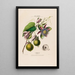 Flore d'Amérique dessinée d'après nature sur les lieux Pl056 - Étienne Denisse — gerahmtes Bild an der Wand