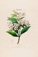 Flore d'Amérique zeichnen nach der Natur vor Ort Pl057 - Étienne Denisse — Ansicht des Kunstwerks