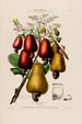 Flore d'Amérique zeichnen nach der Natur vor Ort Pl063 - Étienne Denisse — Ansicht des Kunstwerks