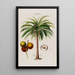 Flore d'Amérique dessinée d'après nature sur les lieux Pl065 - Étienne Denisse — gerahmtes Bild an der Wand