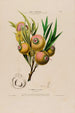 Flore d'Amérique dessinée d'après nature sur les lieux Pl067 - Étienne Denisse — Ansicht des Kunstwerks