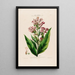 Flore d'Amérique dessinée d'après nature sur les lieux Pl070 - Étienne Denisse — gerahmtes Bild an der Wand