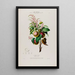 Flore d'Amérique dessinée d'après nature sur les lieux Pl073 - Étienne Denisse — gerahmtes Bild an der Wand