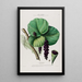 Flore d'Amérique dessinée d'après nature sur les lieux Pl084 - Étienne Denisse — gerahmtes Bild an der Wand