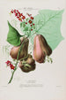 Flore d'Amérique zeichnung nach der Natur vor Ort Pl086 - Étienne Denisse — Ansicht des Kunstwerks
