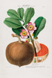 Flore d'Amérique dessinée d'après nature sur les lieux Pl088 - Étienne Denisse — Ansicht des Kunstwerks