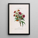Flore d'Amérique dessinée d'après nature sur les lieux Pl093 - Étienne Denisse — gerahmtes Bild an der Wand