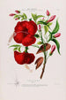 Flore d'Amérique dessinée d'après nature sur les lieux Pl095 - Étienne Denisse — Ansicht des Kunstwerks
