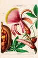 Flore d'Amérique dessinée d'après nature sur les lieux Pl097 - Étienne Denisse — Ansicht des Kunstwerks