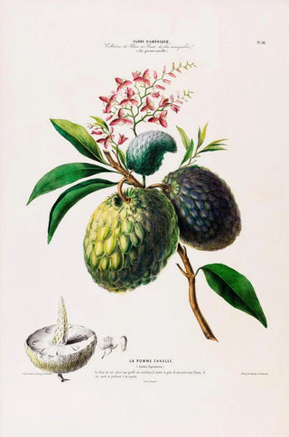 Etienne Denisse - Flore dAmerique dessinee dapres nature sur les lieux Pl098.webp