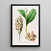 Flore d'Amérique dessinée d'après nature sur les lieux Pl102 - Étienne Denisse — gerahmtes Bild an der Wand
