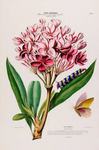 Etienne Denisse - Flore dAmerique dessinee dapres nature sur les lieux Pl104.webp