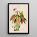 Flore d'Amérique dessinée d'après nature sur les lieux Pl108 - Étienne Denisse — gerahmtes Bild an der Wand