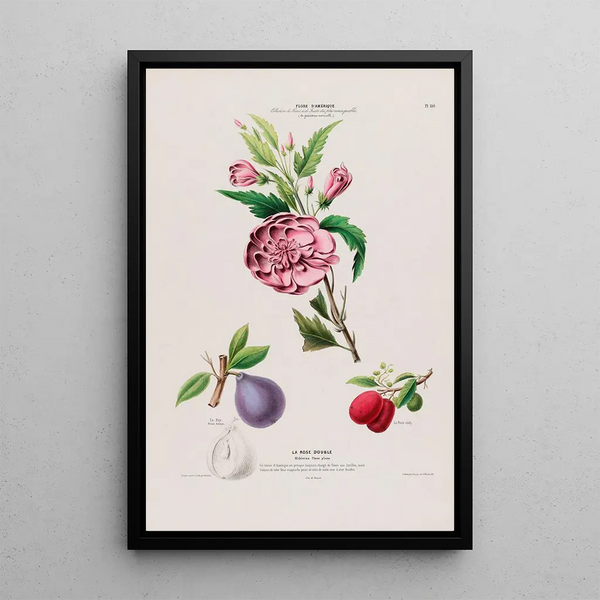 Etienne Denisse - Flore dAmerique dessinee dapres nature sur les lieux Pl110.webp