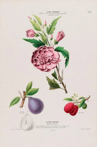 Etienne Denisse - Flore dAmerique dessinee dapres nature sur les lieux Pl110.webp