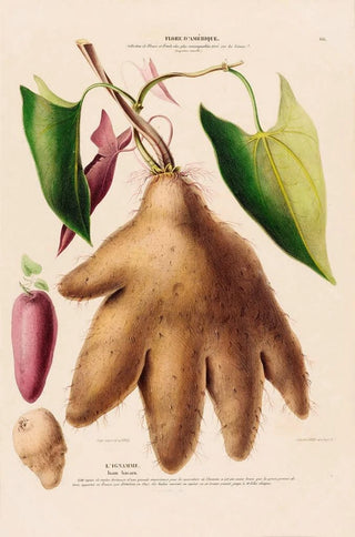 Etienne Denisse - Flore dAmerique dessinee dapres nature sur les lieux Pl116.webp