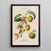 Flore d'Amérique dessinée d'après nature sur les lieux Pl120 - Étienne Denisse — gerahmtes Bild an der Wand