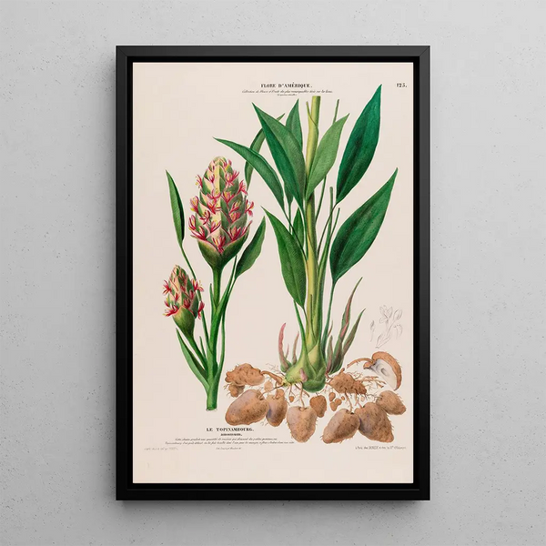Etienne Denisse - Flore dAmerique dessinee dapres nature sur les lieux Pl125.webp