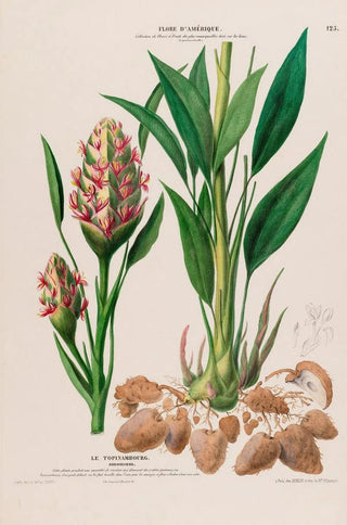 Etienne Denisse - Flore dAmerique dessinee dapres nature sur les lieux Pl125.webp