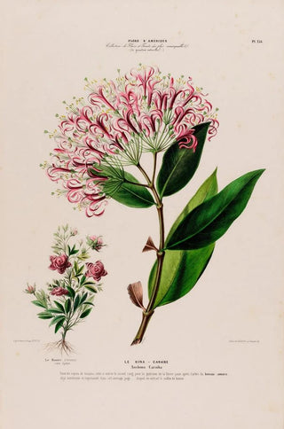 Etienne Denisse - Flore dAmerique dessinee dapres nature sur les lieux Pl136.webp