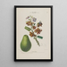 Flore d'Amérique dessinée d'après nature sur les lieux Pl148 - Étienne Denisse — gerahmtes Bild an der Wand