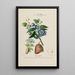Flore d'Amérique dessinée d'après nature sur les lieux Pl171 - Étienne Denisse — gerahmtes Bild an der Wand