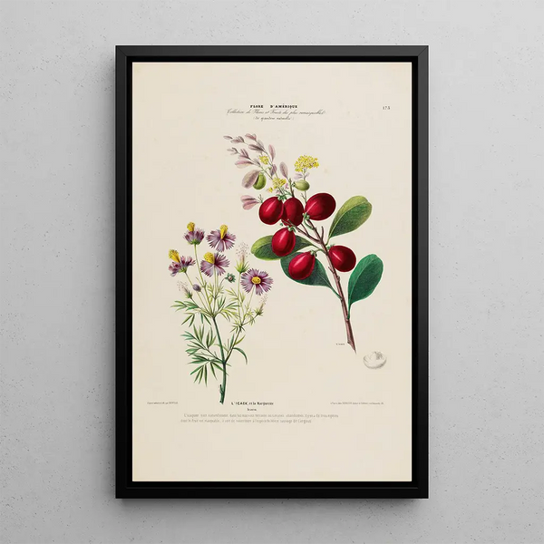 Etienne Denisse - Flore dAmerique dessinee dapres nature sur les lieux Pl173.webp