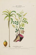 Flore d'Amérique dessinée d'après nature sur les lieux Pl174 - Étienne Denisse — Ansicht des Kunstwerks