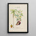 Flore d'Amérique dessinée d'après nature sur les lieux Pl174 - Étienne Denisse — gerahmtes Bild an der Wand