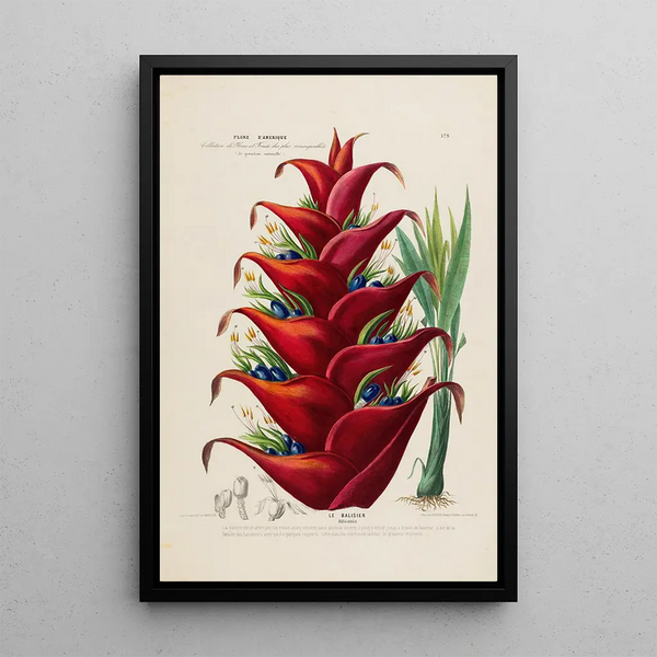 Etienne Denisse - Flore dAmerique dessinee dapres nature sur les lieux Pl179.webp