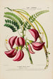 Flore d'Amérique dessinée d'après nature sur les lieux Pl186 - Étienne Denisse — Ansicht des Kunstwerks