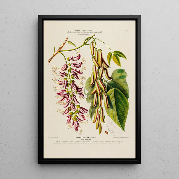 Etienne Denisse - Flore dAmerique dessinee dapres nature sur les lieux Pl187.webp