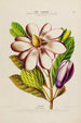 Flore d'Amérique zeichnung nach der Natur vor Ort Pl188 - Étienne Denisse — Ansicht des Kunstwerks