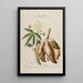 Flore d'Amérique zeichnung nach der Natur vor Ort Pl189 - Étienne Denisse — gerahmtes Bild an der Wand