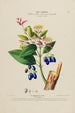 Flore d'Amérique dessinée d'après nature sur les lieux Pl191 - Étienne Denisse — Ansicht des Kunstwerks