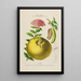 Flore d'Amérique dessinée d'après nature sur les lieux Pl192 - Étienne Denisse — gerahmtes Bild an der Wand