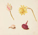 Reproduktion des Gemäldes Studie von Blumen und Gemüse - Johanna Fosie