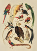 Vögel - F. E. Wright — Ansicht des Kunstwerks