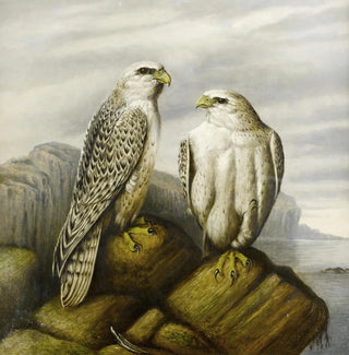 Faucons gerfauts sur un ledge rocheux - Joseph Wolf