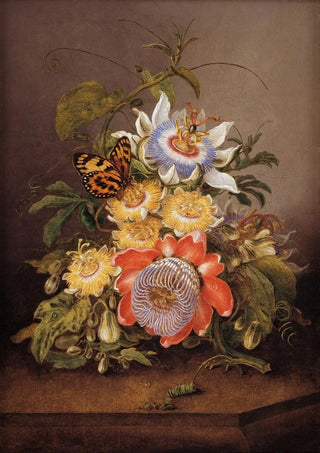 Ferdinand Bauer - Passionflowers.webp