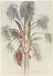 Krone einer Palme Syagrus macrocarpa in Juiz de Fora - Ferdinand Keller — Ansicht des Kunstwerks