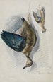 Zwei Studien eines Vogels - Ferdinand Keller — Ansicht des Kunstwerks