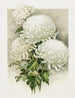 Chrysanthèmes - Ferdinand Schuyler Mathews — Ansicht des Kunstwerks