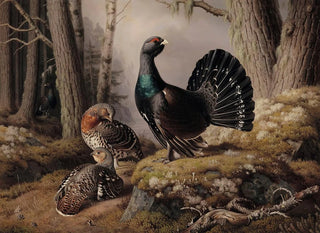 Le Couronnement des tétras - Ferdinand von Wright — Ansicht des Kunstwerks